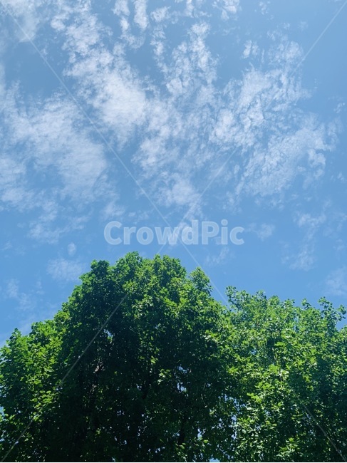 자연,nature,푸른하늘,하늘,sky,나무,tree,구름,자연,풍경,nature,landscape,나무,trees,wood,outdoors,옥외
