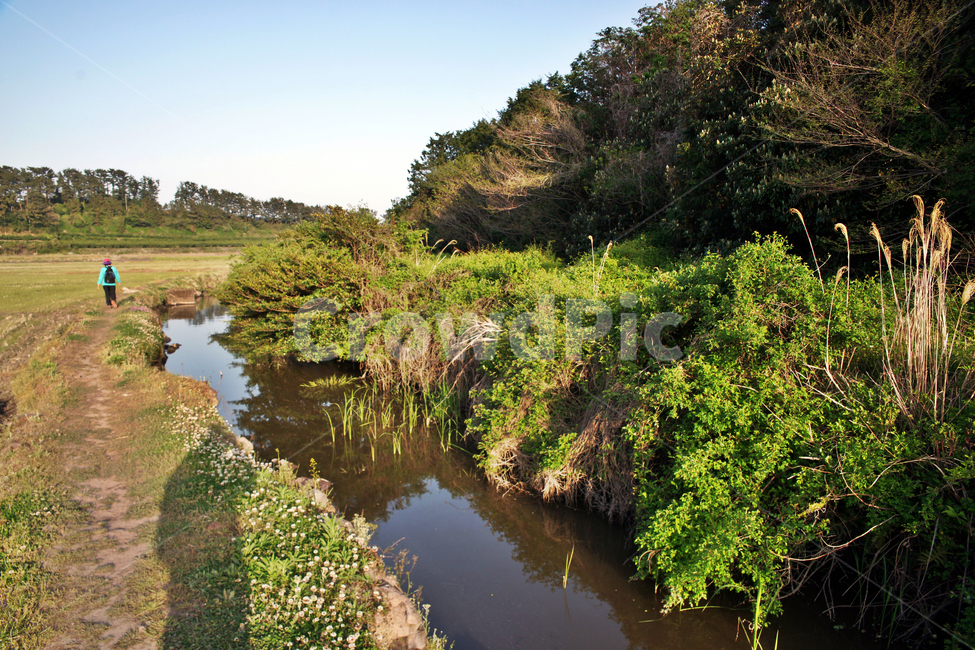 하논,논,제주,올레71코스,올레길,서귀포,농사,개천,자연,풍경,nature,landscape,사람,인물,인간,human,person,land,땅,outdoors,옥외,water,물