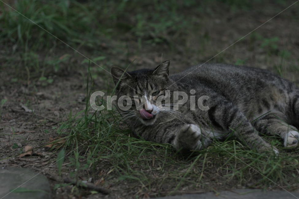 고양이,동물,cat,animal,길고양이,동물,animal,포유류,mammal,고양이,cat,kitten,kitty