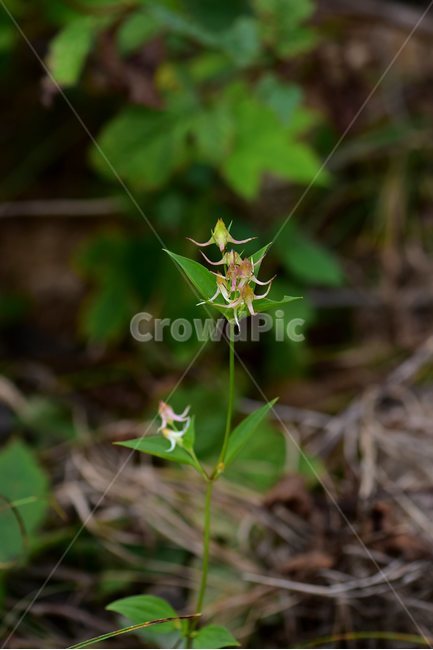 닻꽃,야생화,식물,자연,꽃,생태,힐링,플라워,wildflower,flower,plants,nature,season,감성,느낌,emotion,feeling,여름,용담목,용담과,닻꽃속,식물,자연,plants,nature,꽃,flower
