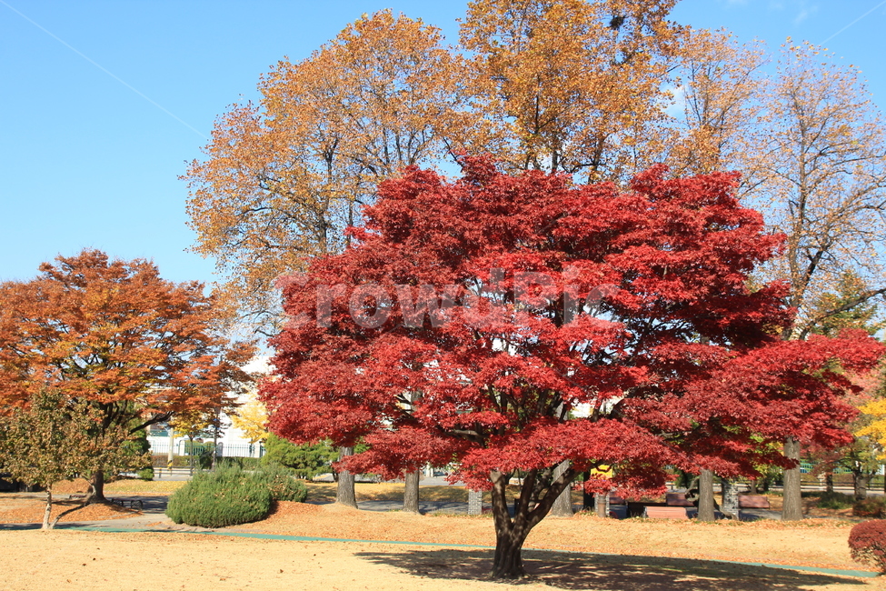 tree,단풍,공원,절정,감성,나무,trees,wood