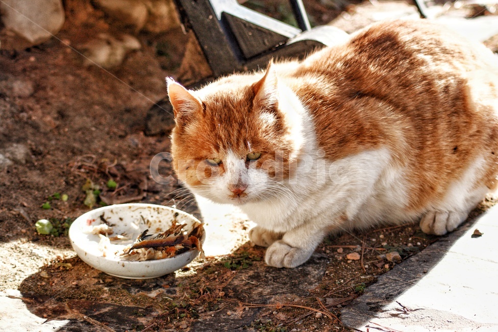 pet,cat,animal,동물,고양이,포유류,동물,animal,포유류,mammal,고양이,cat,kitten,kitty