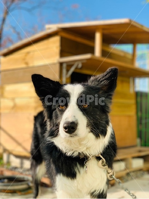보더콜리,애완동물,개,animal,강아지,동물,animal,포유류,mammal,개,강아지,dog,doggy