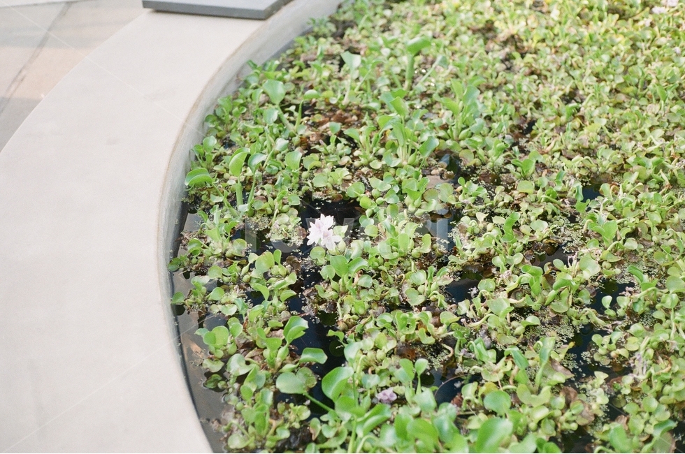 연못,연꽃,부레옥잠,개구리밥,수상식물,식물,자연,plants,nature,꽃,flower