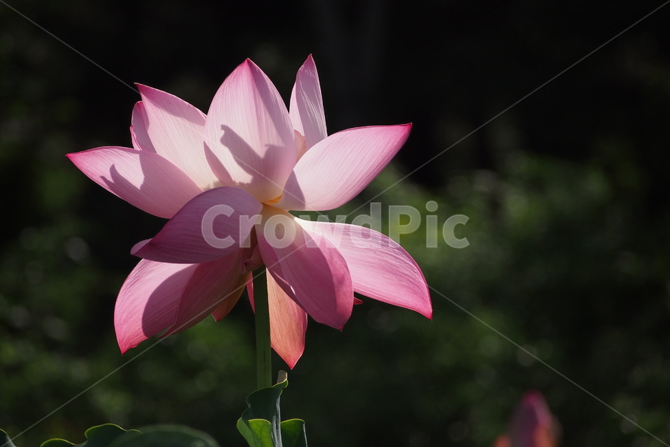 연꽃,연꽃축제,plant,식물,flower,lotus