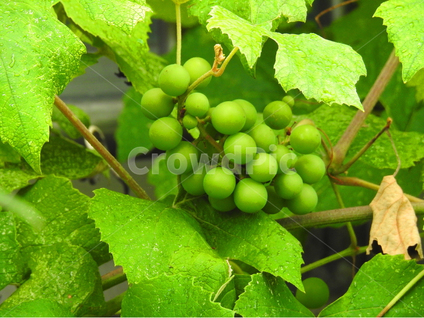 과일,식물,가을,계절,풍경,식물,자연,plants,nature,과일,열매,fruit