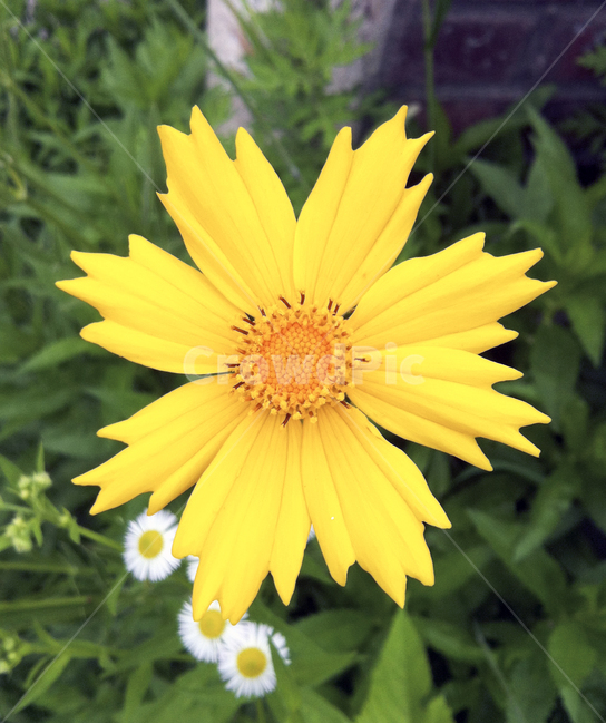 꽃,노란꽃,국화,들국화,정원,flower,garden,yellow,봄,식물,자연,plants,nature,꽃,flower