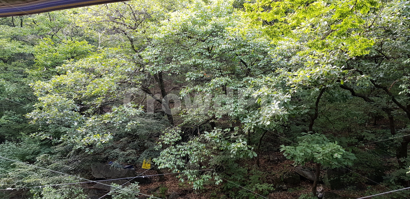 경기도,송추계곡,계곡나무,자연,나무,경치,풍경,배경