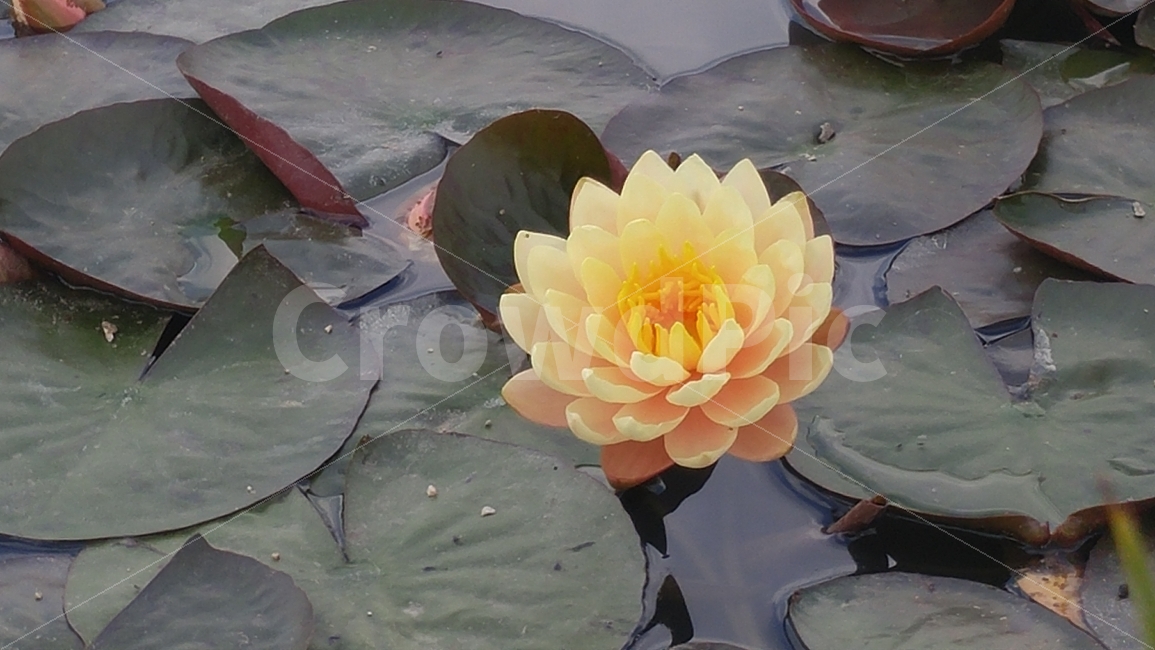 수련,하나,노란꽃,꽃,연잎,연근,노란색,클로즈업,식물,자연,plants,nature,꽃,flower
