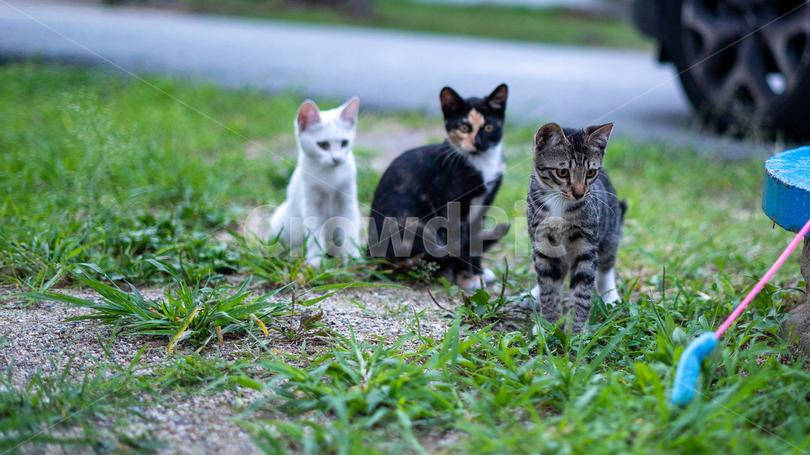 길고양이,고양이,길냥이,동물,아기고양이,새끼고양이,cat,pet,animal,코리안숏헤어,포유류,코숏,동물,animal,포유류,mammal,고양이,cat,kitten,kitty