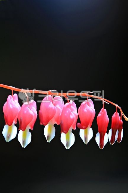 spring flowers,Daeng Gi Meori,plant,bleeding heart,flower