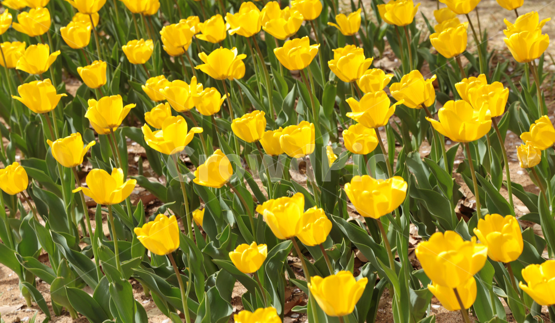 튤립,꽃밭,봄,봄꽃,flower,tulip,노랑,yellow,꽃,plant,식물
