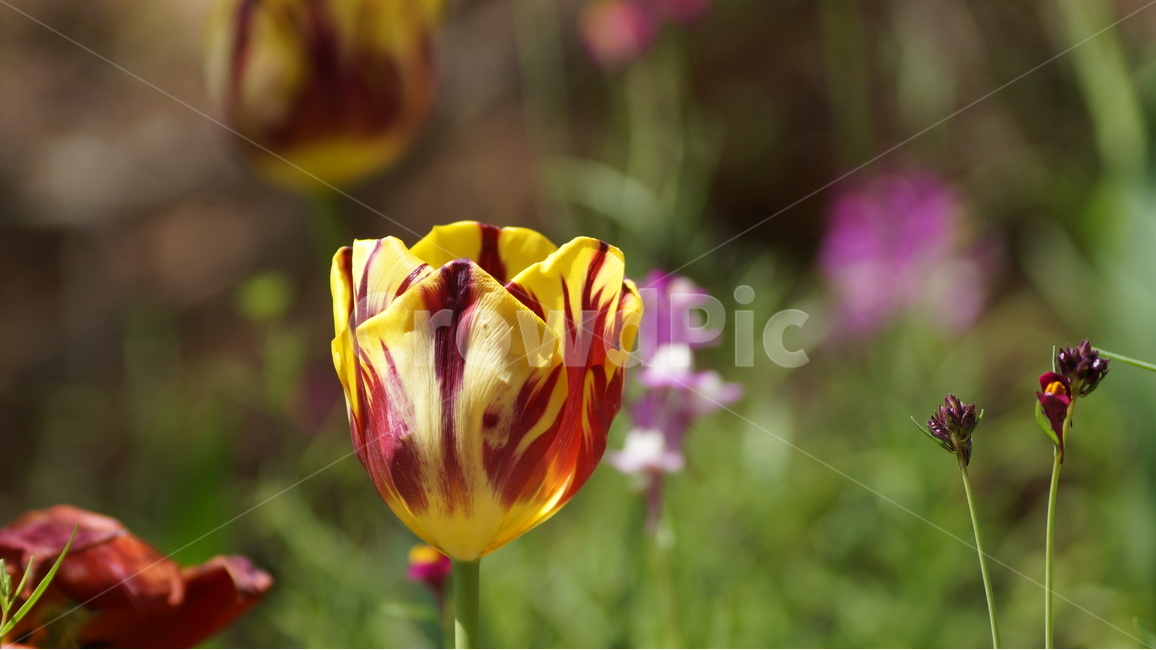 봄꽃,꽃,자연,풍경,튜울립,봄,계절,spring,season,식물,자연,plants,nature,꽃,flower,plant,blossom