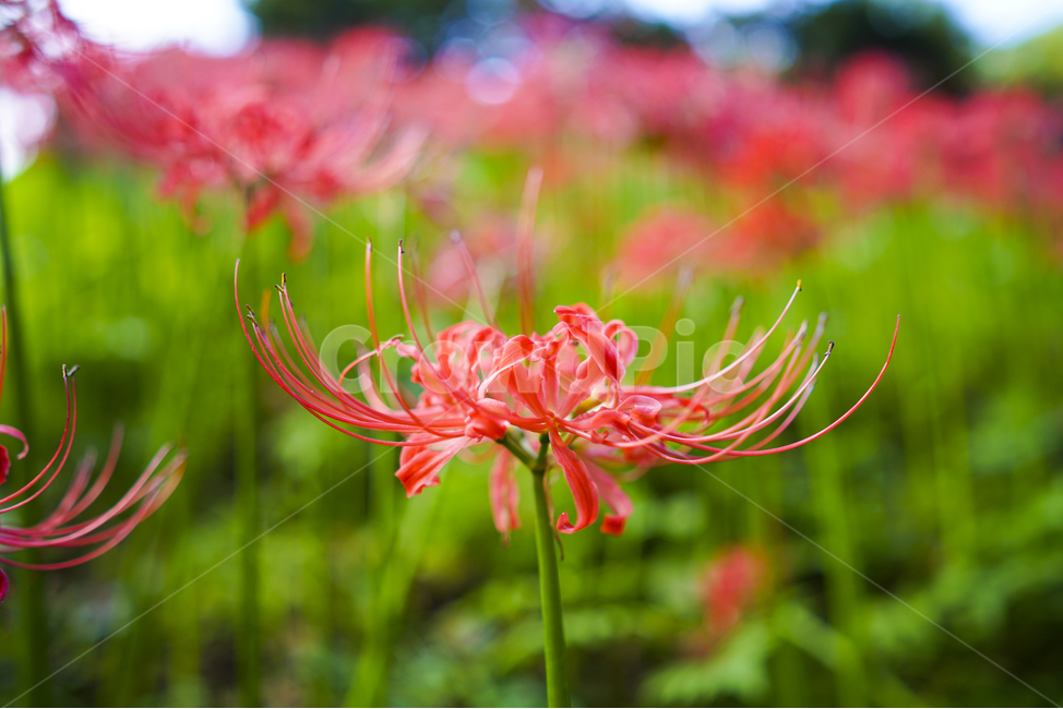 산야초,꽃무릇,꽃,빨강,매크로,식물,자연,plants,nature,꽃,flower