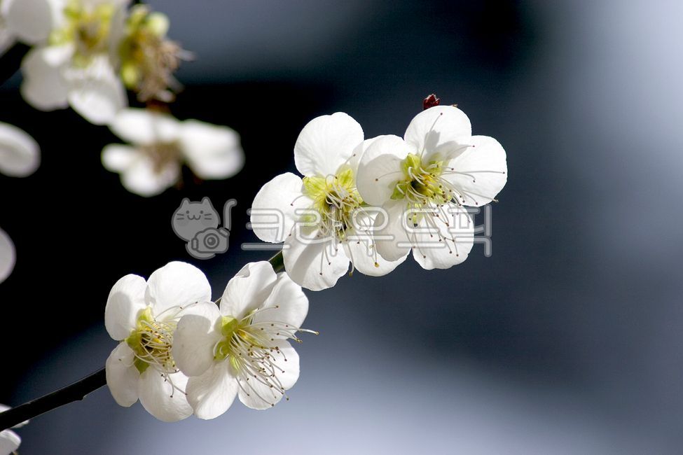 spring,flowers,white,backlight,plum blossom,flower