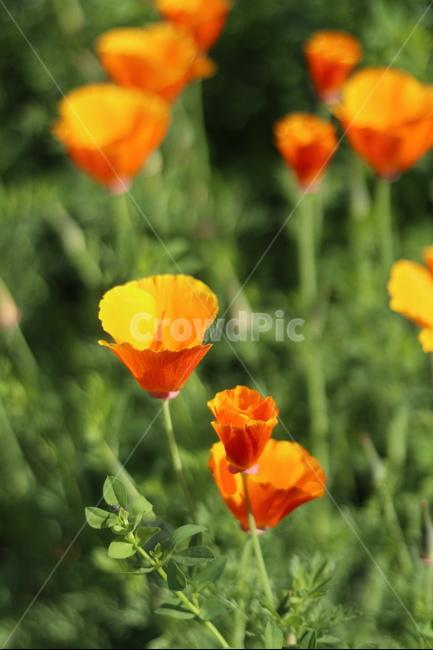 양귀비,빛,화려함,강렬함,고귀함,식물,자연,plants,nature,꽃,flower