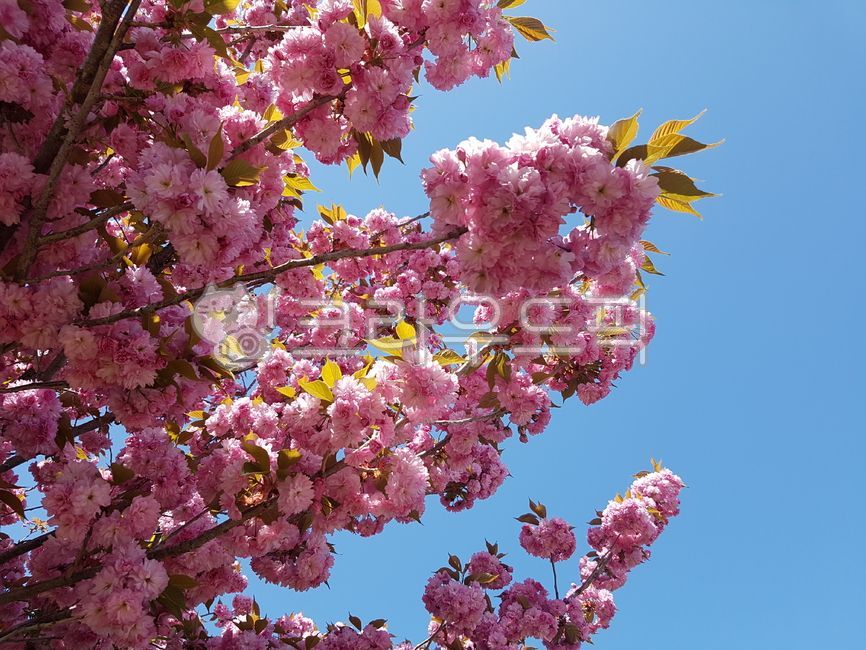 Double cherry blossoms,plant,flower