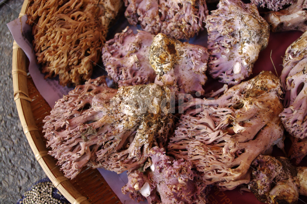 오일장,장터,시장,마켓,market,버섯,버섯,mushroom