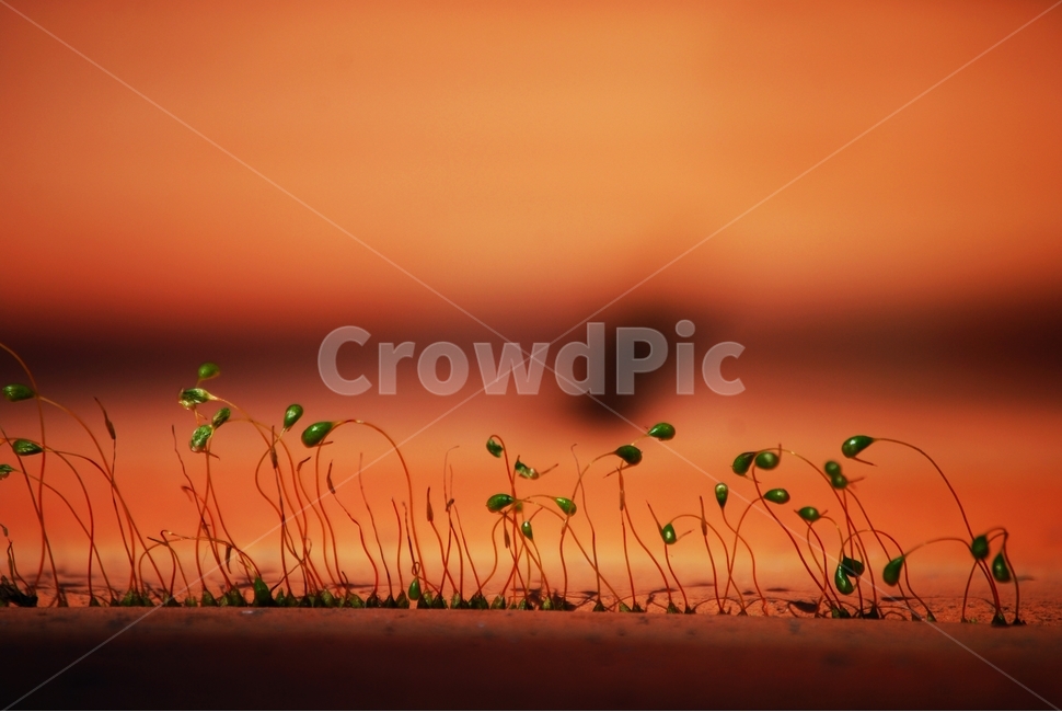 이끼,벽돌,솔이끼,일상,식물,봄,계절,spring,season,식물,자연,plants,nature,outdoors,옥외