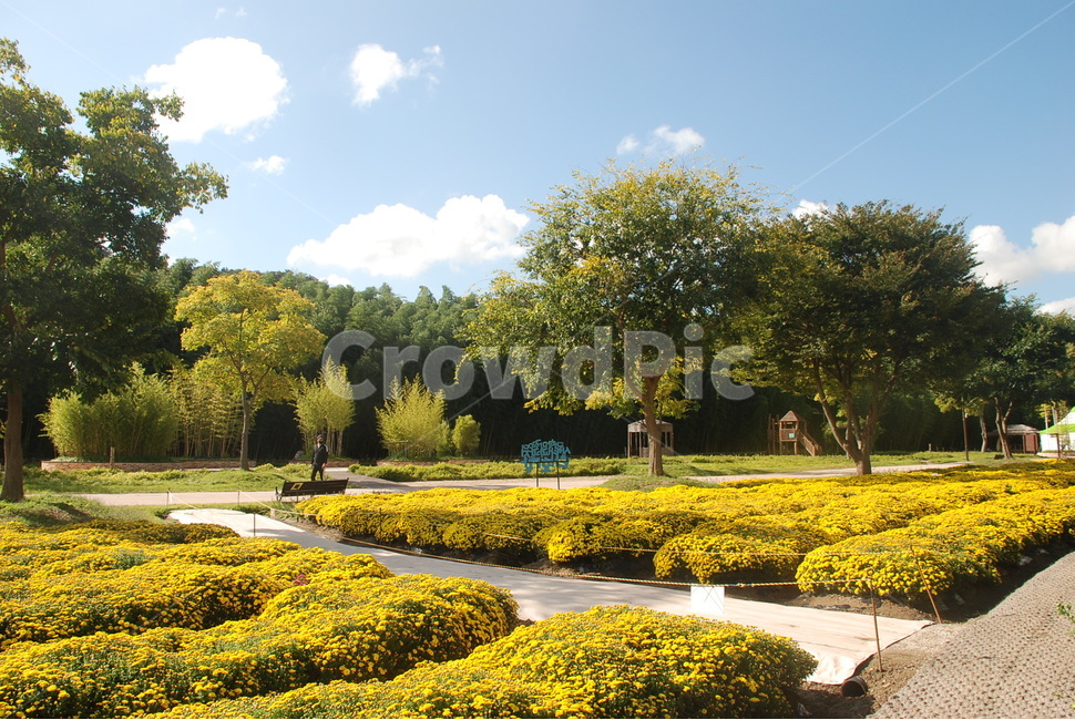 국호,울산,국가정원,태화강,국화,자연,풍경,nature,landscape,plant,식물,grass,잔디,outdoors,옥외,land,땅,vegetation,초목,lawn,park,공원