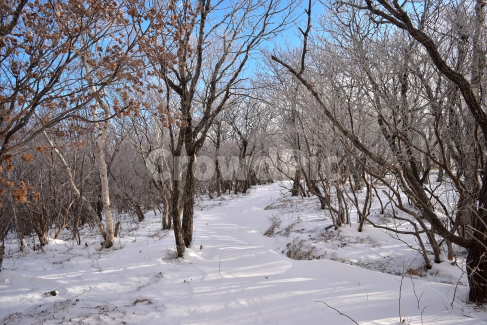 태백산,설경,상고대,눈꽃,풍경,겨울,겨울왕국,서리꽃,눈,천제단,자연,스포츠,등산,산행,nature,snow,설국,겨울풍경,느낌,아름다운,신비로운,경이로운,다큐,필,디자인,힐링,명산,국립공원,순백,landscape,winter,season,영산,겨울,계절,winter,season,자연,풍경,nature,landscape,한국자연풍경,한국자연경관,korea nature landscape,식물,plants,나무,trees,wood,plant,tree,vegetation,초목,outdoors,옥외,forest,숲,land,땅,woodland,삼림지