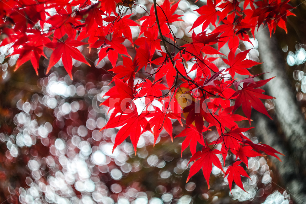 가을,가을색,단풍,만추,가을이미지,자연,풍경,autumn,season,계절,아름다운,식물,fall,가을,계절,fall,autumn,season,식물,자연,plants,nature,leaf,잎,plant,tree,나무