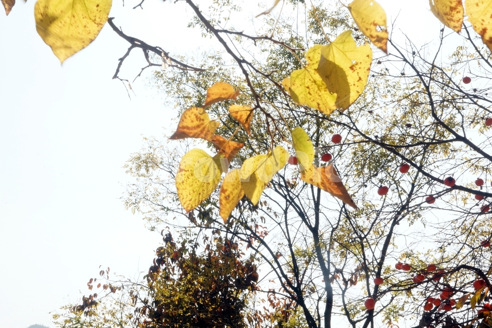 plant,식물,leaf,잎,tree,나무,가을,fall,autumn,가을빛,autumnaltints,운문사,unmunsatemple,단풍,fallfoliage,autumncolors