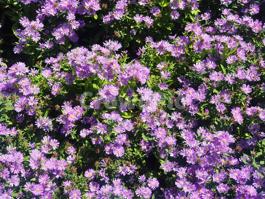 봄,꽃,보라색꽃,보라꽃,flower,꽃밭,plant,식물