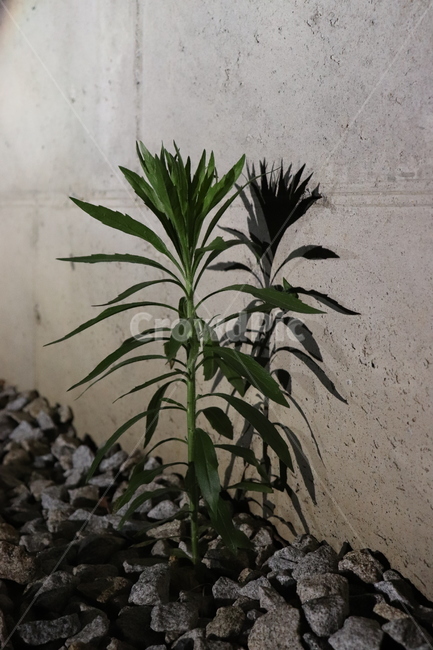 flower,dark,그림자,shadow,꽃,stone,콘크리트벽,노출콘크리트,plant,식물