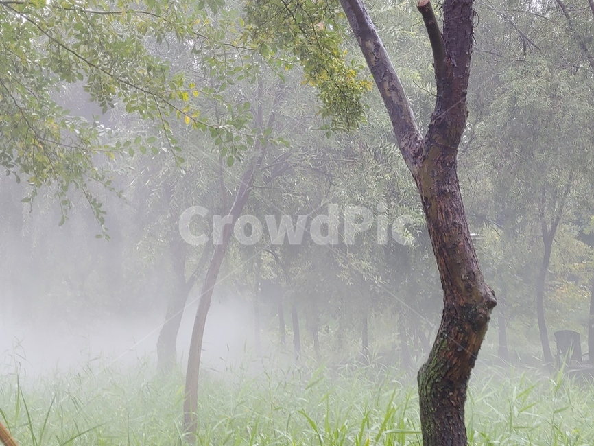 안개,나무,공원,숲속,자연,자연,풍경,nature,landscape