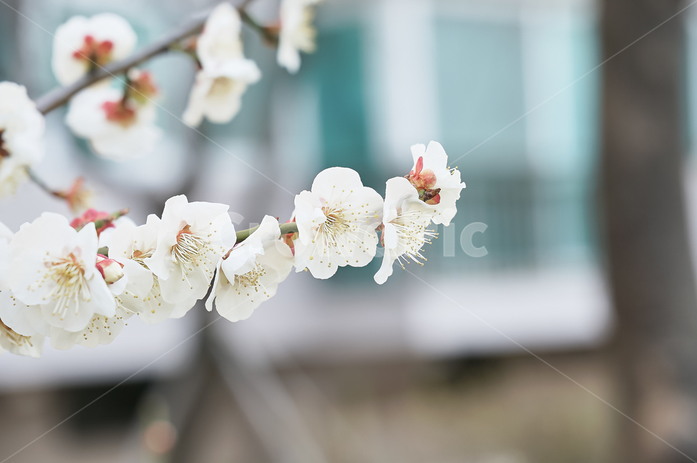 plant,식물,blossom,꽃,flower,매화,매화꽃,흰매화