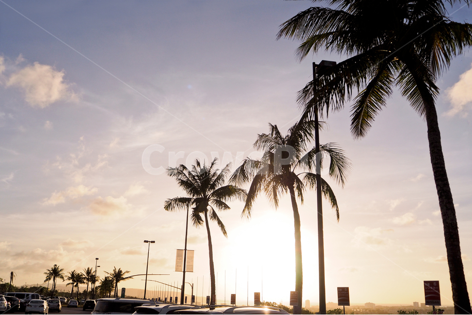 괌,guam,야자수,저녁,노을,실루엣,falmtree,evening,sunset,shilouette,해외,overseas,foreigncountry,자연,풍경,nature,landscape,해외,외국,세계,foreign,oversea,world,세계자연풍경,해외자연풍경,외국자연풍경,world nature landscape,summer,여름