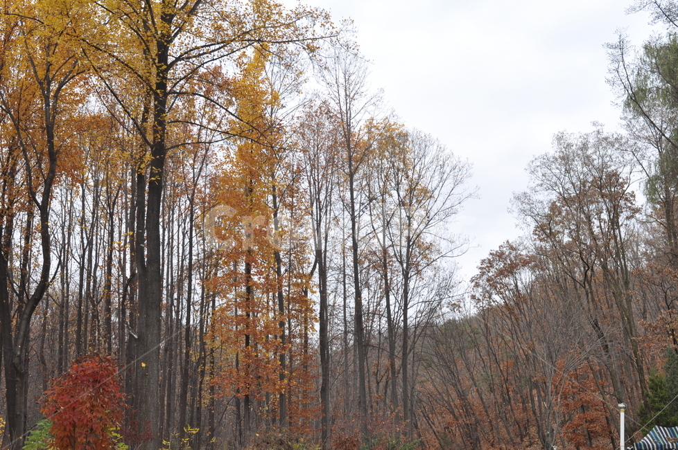 가을,낙엽,나뭇잎,풍경,가을풍경,나무,노랑,가을,계절,fall,autumn,season,자연,풍경,nature,landscape,tree,plant,식물