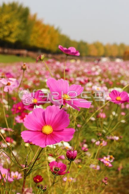 color,flower garden,healing,sensiblefeeling,petal,fall,feelingofcolorplantblosso,plants,season,Emotion,rest,nature,relaxation,flowe,Color,tree,sense,Cosmos,flower,Emotional photo,rEmotion,colorsensitivity,plant,autumn