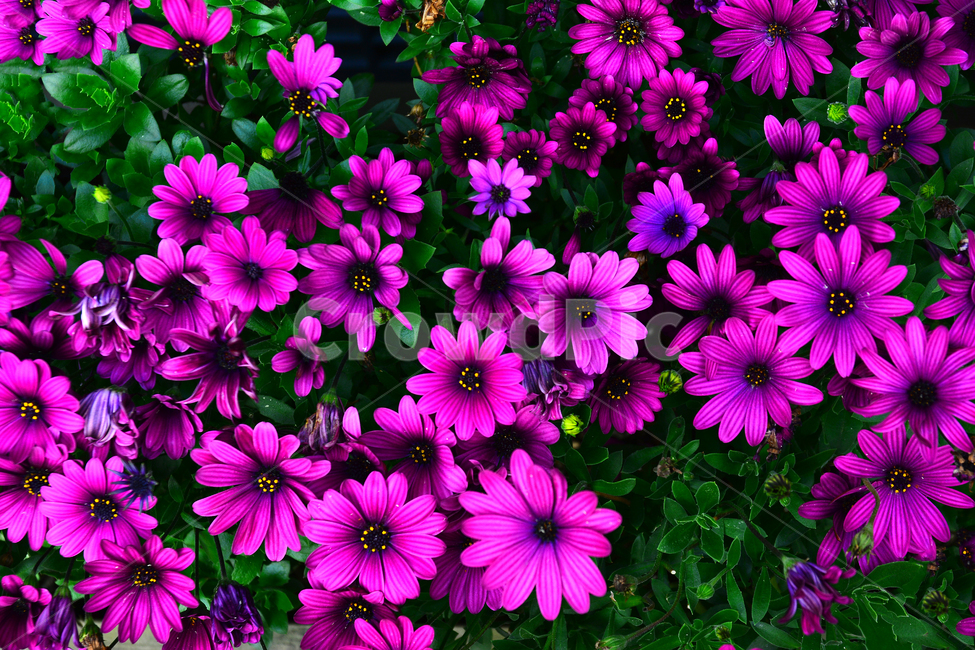 꽃,봄꽃,예쁜,칼라풀,시즌,식물,초본,season,계절,5월,아름다운,어울림,flowers,자주색꽃,원예종,beautiful,식물,자연,plants,nature,꽃,flower