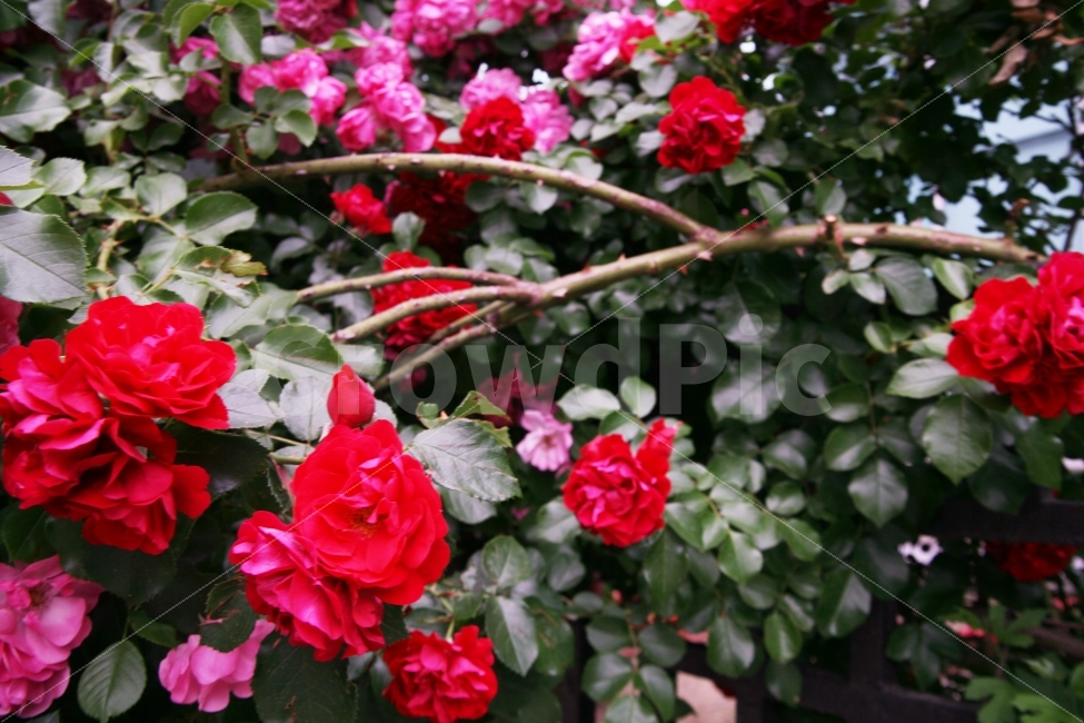 꽃,장미,5월,서촌,길거리,꽃무더기,장미줄기,빨강,식물,자연,plants,nature,꽃,flower
