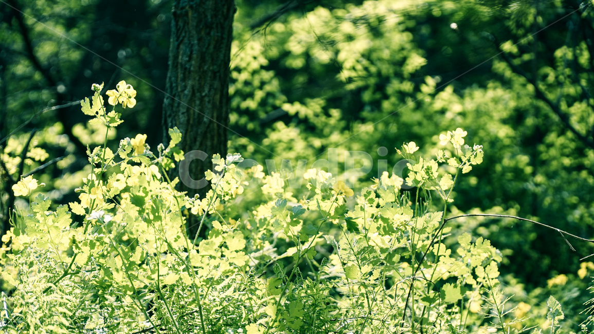 산,나무,초록,꽃,꽃밭,숲속,식물,자연,plants,nature,꽃,flower