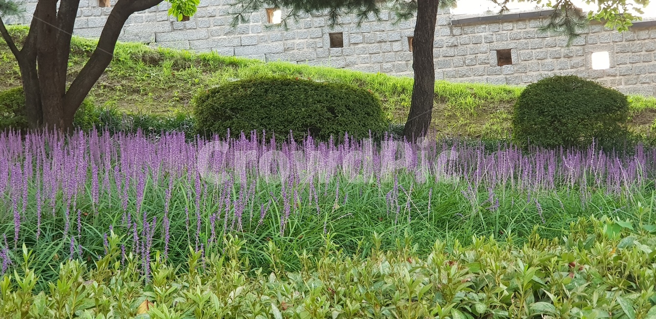plant,식물,꽃,맥문동,맥문동꽃