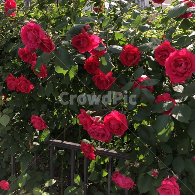 장미,여름,꽃,식물,덩쿨,rose,flower,summer