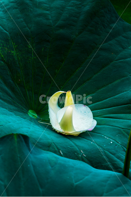 낙화,연잎,꽃잎,문양,무늬,식물,자연,plants,nature