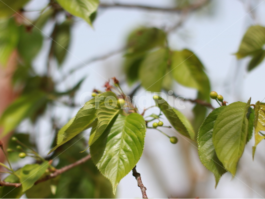 나뭇잎,그린,나무,green,잎사귀,초록,가을,봄,자연,tree,leaf,fall,spring,outfocus