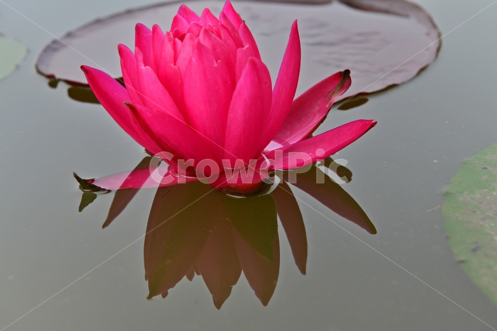 plant,식물,blossom,flower,꽃,수련,연꽃,홍연,식물,자연,plants,nature,꽃,flower
