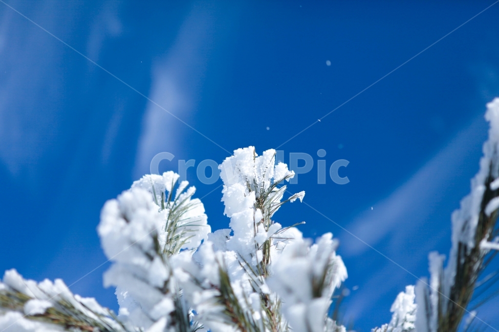 나무,겨울,제주도,한라산,한라산나무,겨울,계절,winter,season,식물,자연,plants,nature