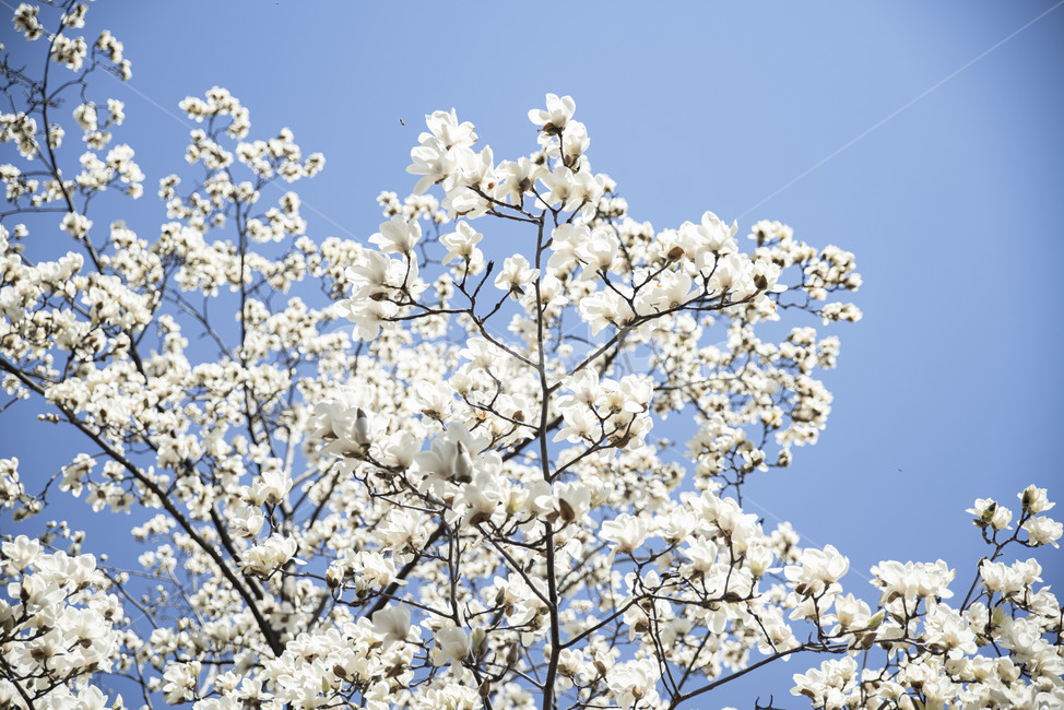목련,목련나무,봄꽃,꽃나무,봄,plant,식물,blossom,꽃,flower,식물,자연,plants,nature,꽃,flower