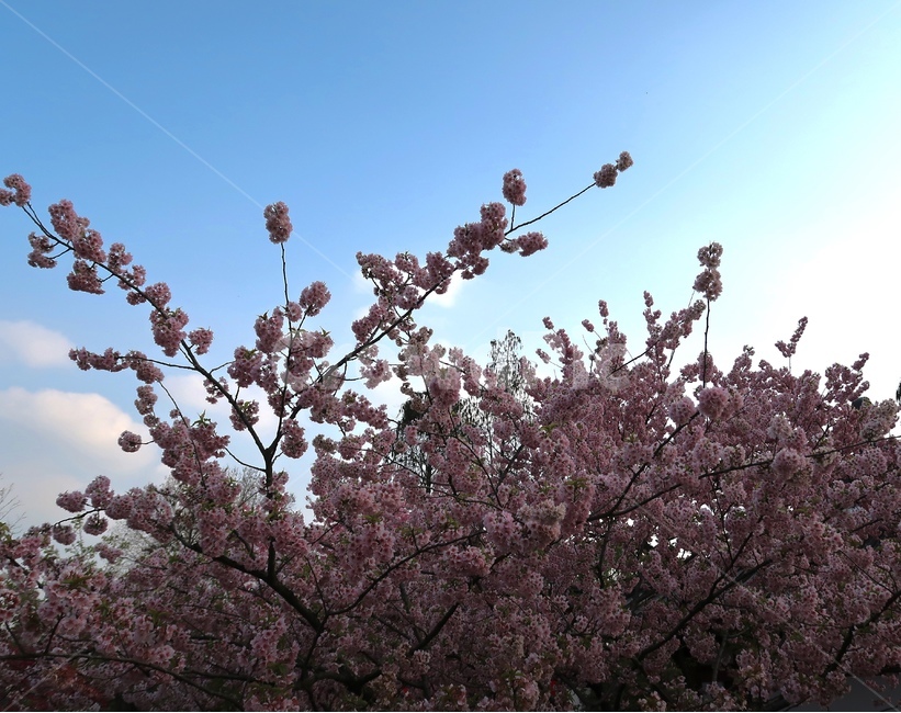 꽃,봄,계절,풍경,벚꽃,하늘,소풍,봄,계절,spring,season,plant,식물,blossom,flower