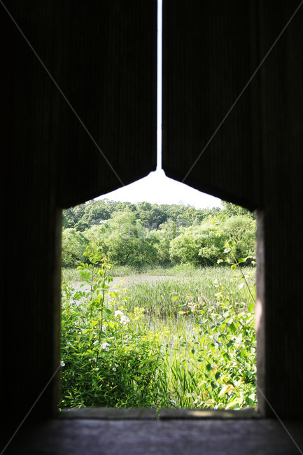 자연,숲,생태,감상,나무,풀,자연,풍경,nature,landscape,outdoors,옥외,grassland,목초지,field,들