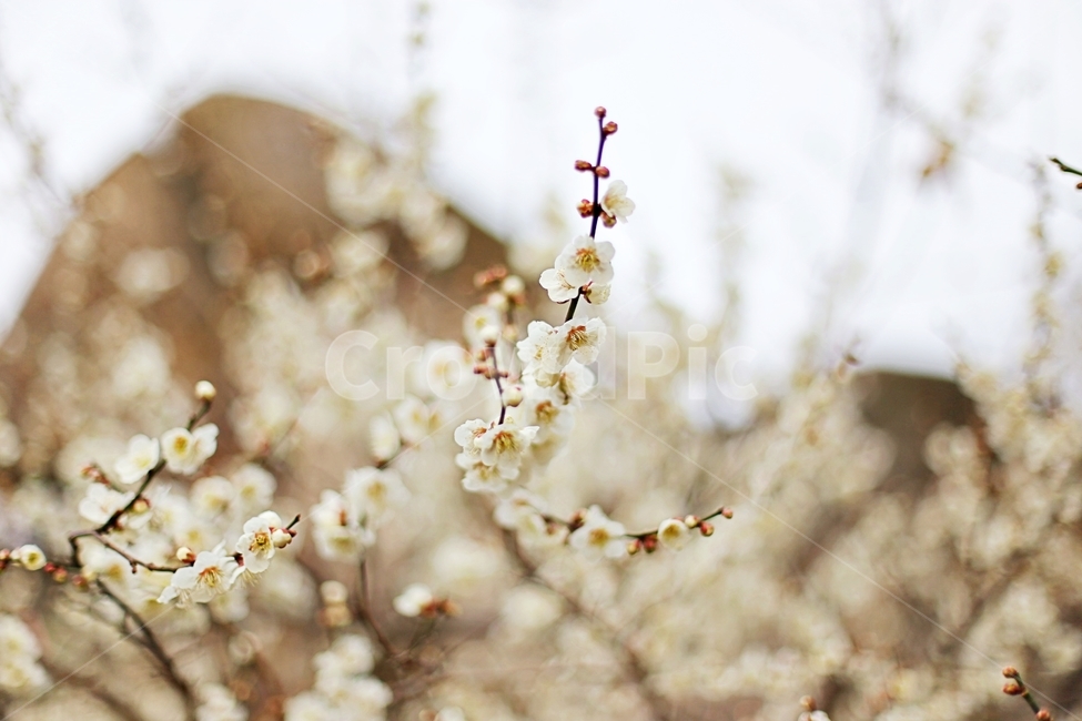 하동,경남하동,매화마을,매화축제,매화꽃,매화,꽃,flower,hadong,봄,계절,spring,season,식물,자연,plants,nature,꽃,flower,plant,blossom