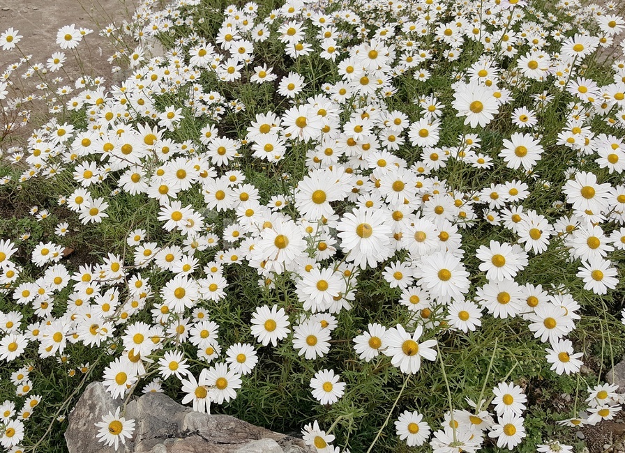 식물,꽃,데이지,daisy,들꽃,blossom,plant,식물,자연,plants,nature,꽃,flower