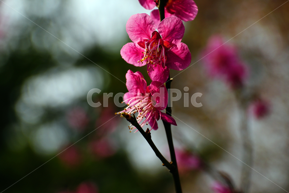 홍매화,한국자연,꽃,꽃사진,플라워,flower,봄,봄꽃,spring,식물,plants,자연,nature,풍경,landscape,계절,season,snap,스냅,접사,macro,closeup,클로즈업,감성사진,감성,힐링,healing,느낌,feel,feeling,꽃밭,화단,나무,나뭇가지,tree,꽃봉오리,4월,April,봄,계절,spring,season,식물,자연,plants,nature,꽃,flower,plant,geranium,제라늄,blossom