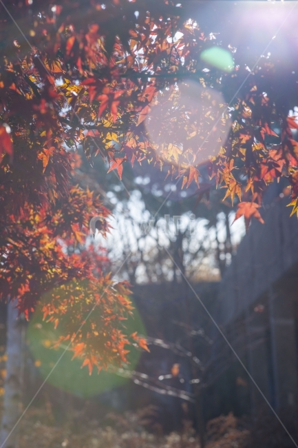 가을,풍경,햇빛,단풍,단풍나무,가을,계절,fall,autumn,season,식물,자연,plants,nature,휴식,힐링,rest,relaxation,healing,leaf,잎,plant,tree,나무,maple